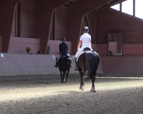 Reitturnier Dortmund-Barop 2023