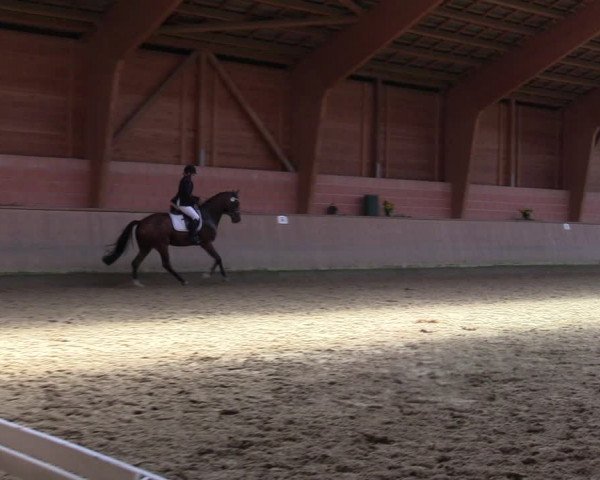 Reitturnier Dortmund-Barop 2023