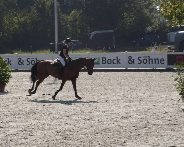 Reitturnier Babenhausen 2023