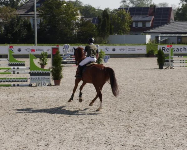 Reitturnier Babenhausen 2023
