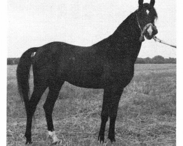 stallion Preacher Man ox (Arabian purebred, 1969, from Bagdad ox)