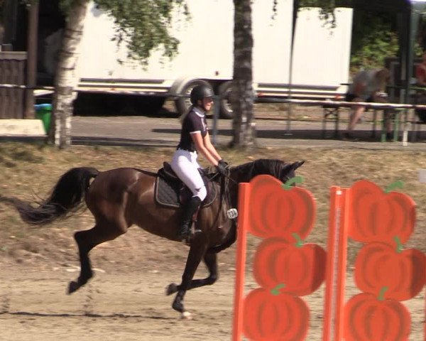 Reitturnier Langenleuba - Oberhain 2023