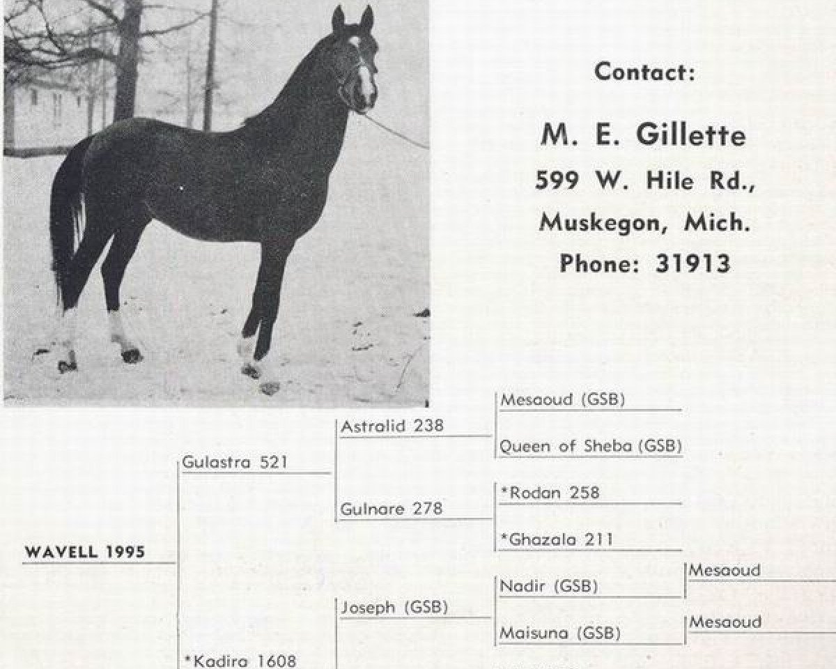stallion Wavell ox (Arabian purebred, 1941, from Gulastra ox)