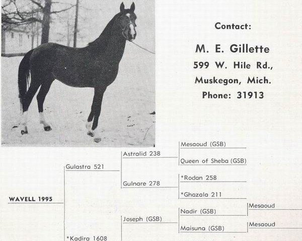 stallion Wavell ox (Arabian purebred, 1941, from Gulastra ox)