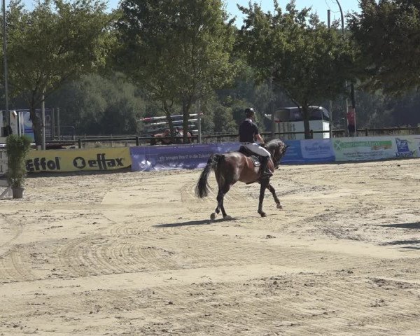 Reitturnier Osnabrück 2023