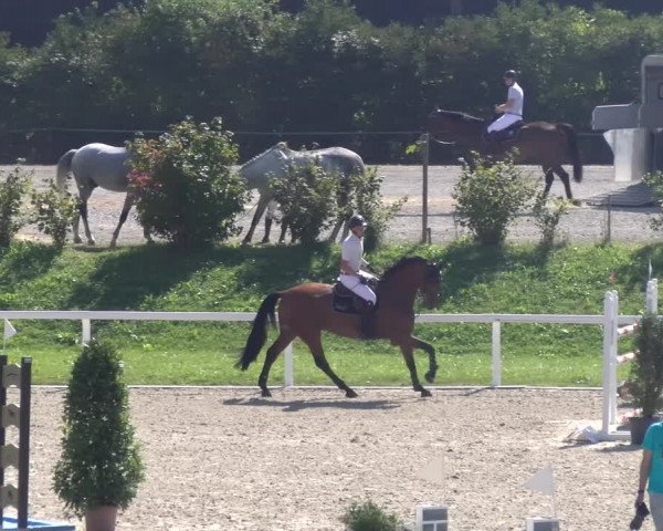 Reitturnier Bülach 2023