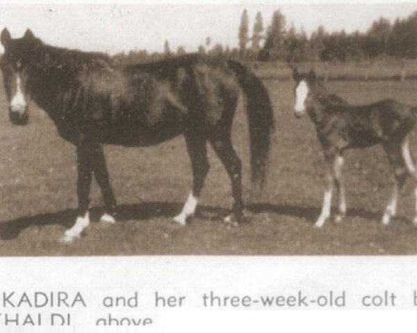 broodmare Kadira ox (Arabian purebred, 1937, from Joseph ox)