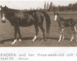 broodmare Kadira ox (Arabian purebred, 1937, from Joseph ox)
