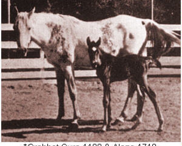 broodmare Crabbet Sura ox (Arabian purebred, 1928, from Skowronek 1909 ox) broodmare Crabbet Sura ox (Arabian purebred, 1928, from Skowronek 1909 ox)