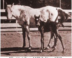 broodmare Crabbet Sura ox (Arabian purebred, 1928, from Skowronek 1909 ox)