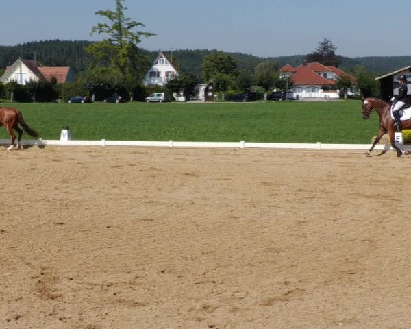 Reitturnier Babenhausen 2023