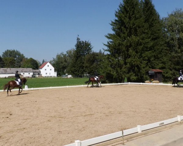 Reitturnier Babenhausen 2023