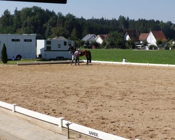 Reitturnier Babenhausen 2023