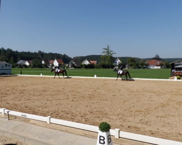 Reitturnier Babenhausen 2023