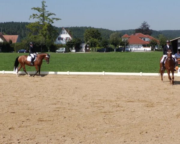 Reitturnier Babenhausen 2023