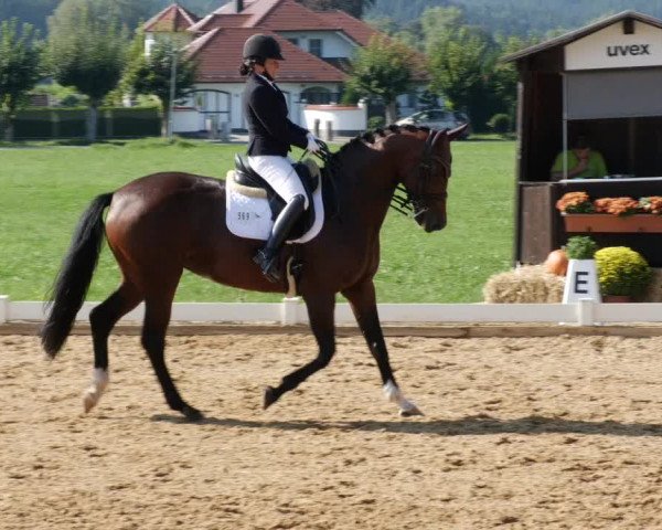 Reitturnier Babenhausen 2023