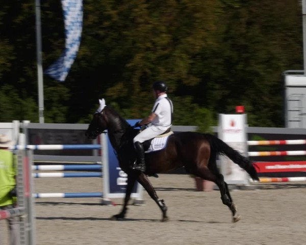 Reitturnier Babenhausen 2023
