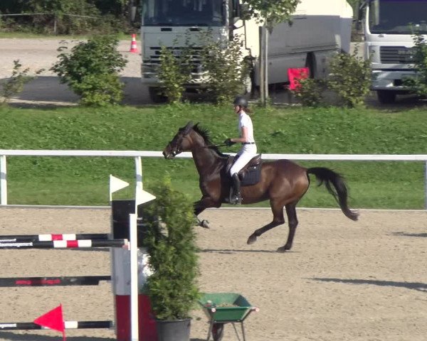 Reitturnier Bülach 2023