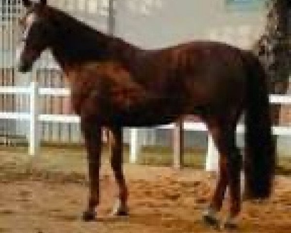 stallion Danton de Cosnière (Selle Français, 1991, from Rosire)