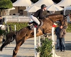 Springpferd Code Red 8 (Holsteiner, 2019, von Colman)