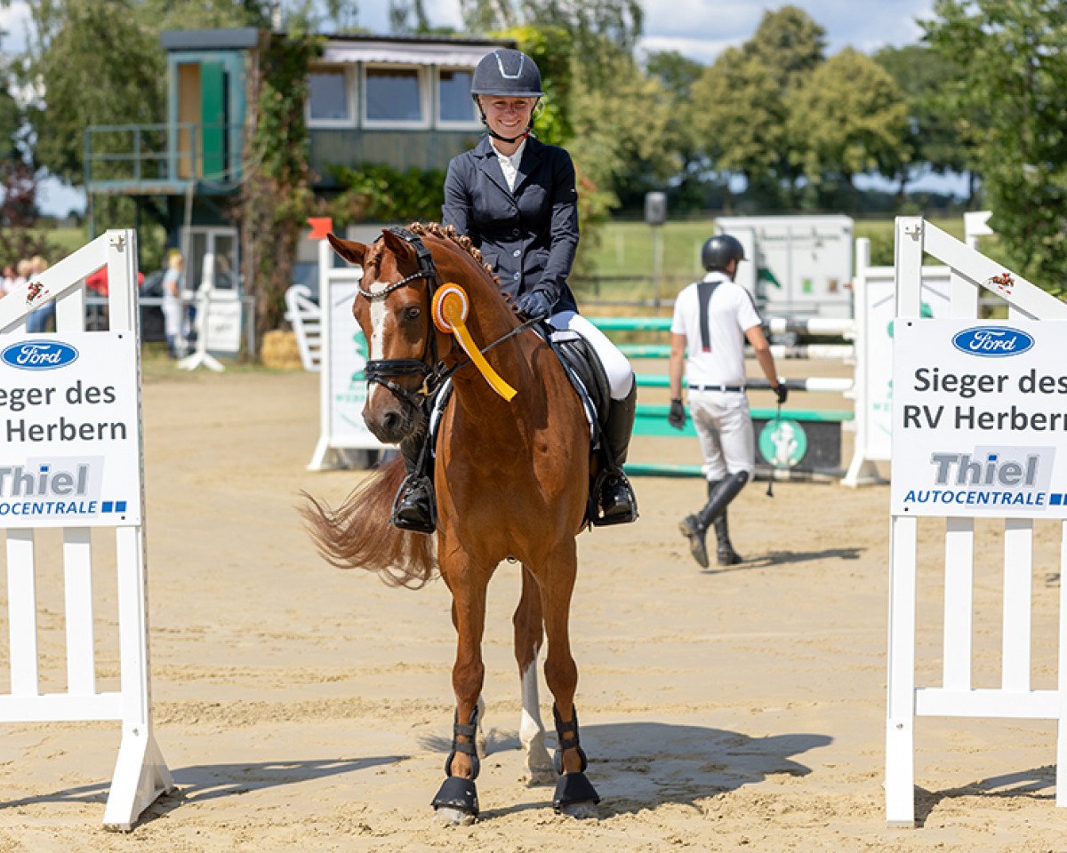 Springpferd Dior T (Deutsches Reitpony, 2018, von Danny Gold)