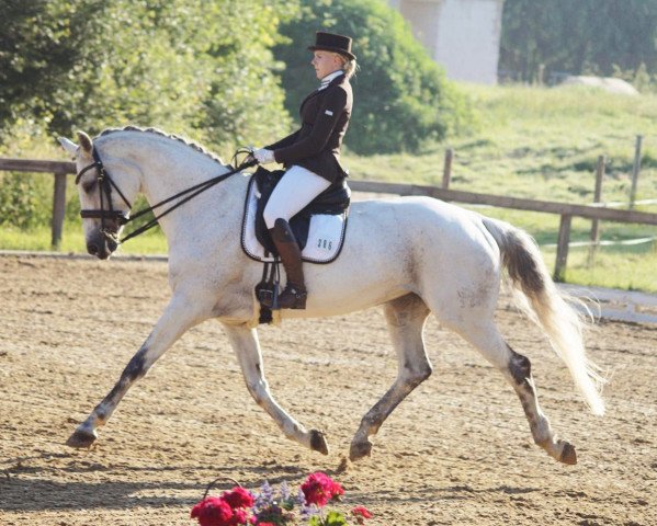 dressage horse L'Heure Bleue (Sachse, 1999, from Landzauber) dressage horse L'Heure Bleue (Sachse, 1999, from Landzauber)
