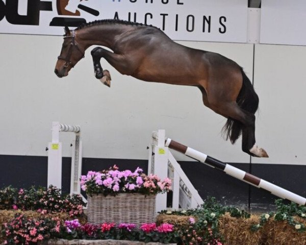 Pferd Top Gun van 't Ruytershof (Belgisches Warmblut, 2019, von Ducati van Schuttershof)