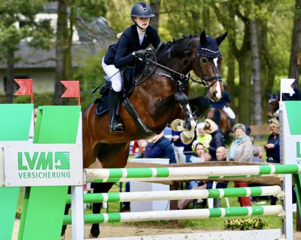 jumper Chanel's Mademoiselle (Westphalian, 2014, from Cachassini)