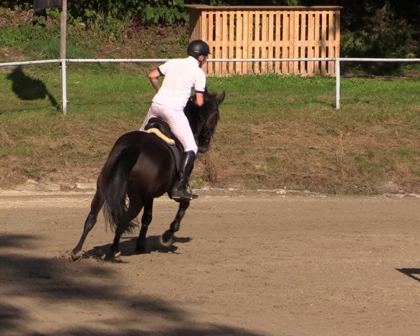 Reitturnier Langenleuba - Oberhain 2023