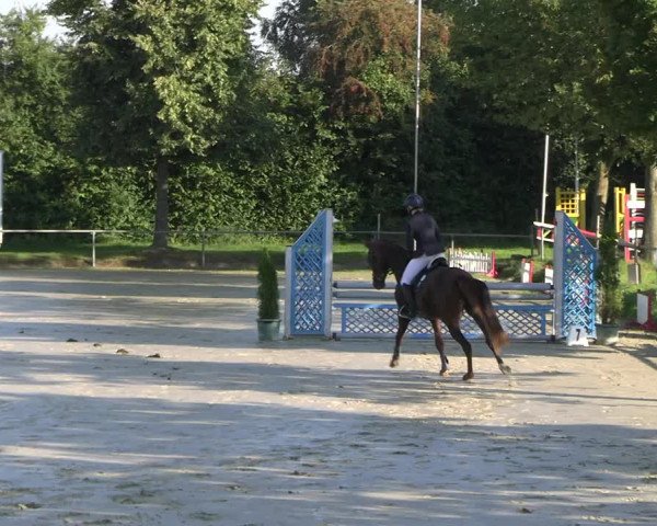 Reitturnier Appelhülsen 2023