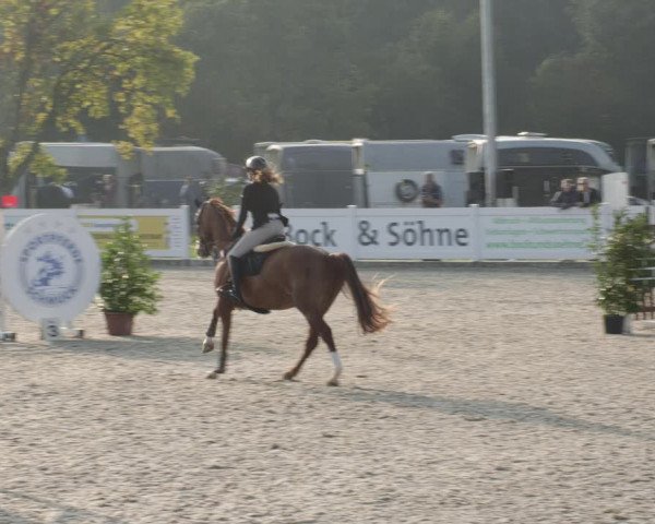 Reitturnier Babenhausen 2023