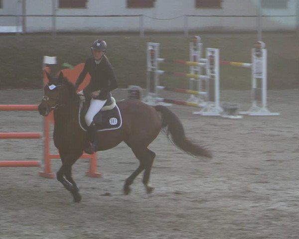 Reitturnier Langenleuba - Oberhain 2023