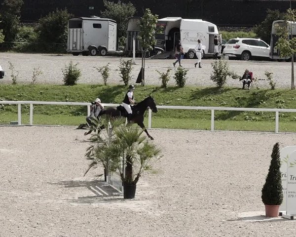 Pferdesporttage Bülach 2021