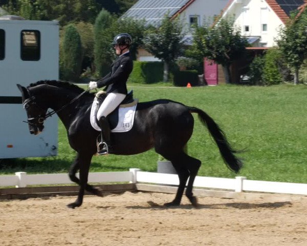 Reitturnier Babenhausen 2023