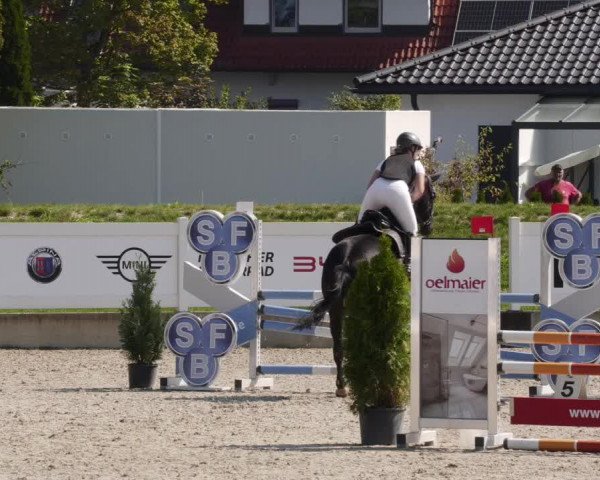 Reitturnier Babenhausen 2023