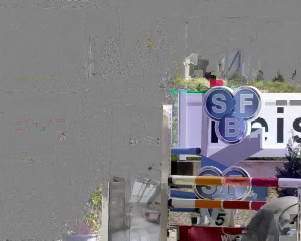Reitturnier Babenhausen 2023