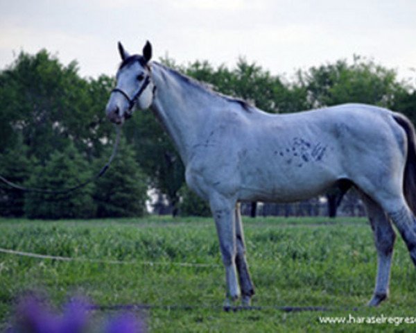 stallion Groom V (Selle Français, 1994, from Rosire)