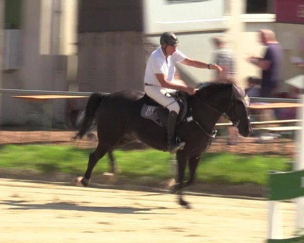 Reitturnier Dortmund-Barop 2023