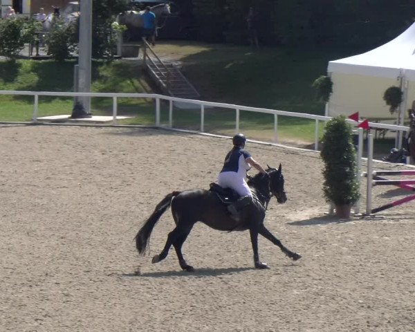 Reitturnier Bülach 2023