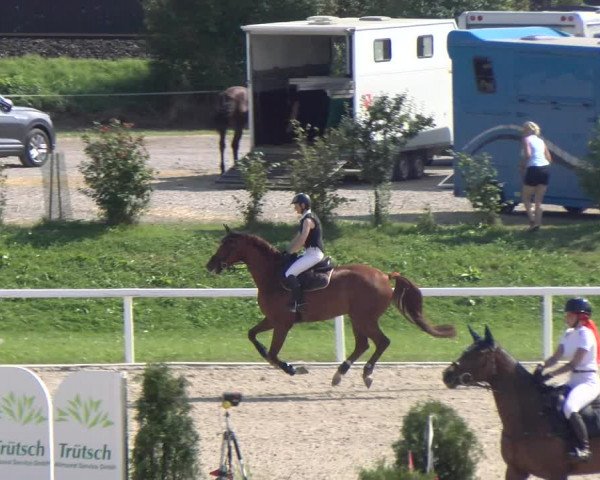 Reitturnier Bülach 2023