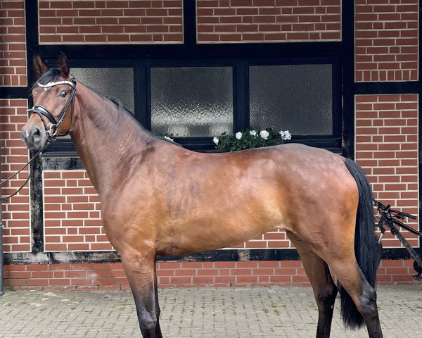 horse Benicio's Blanchefleur (Westphalian, 2020, from Callaho's Benicio)