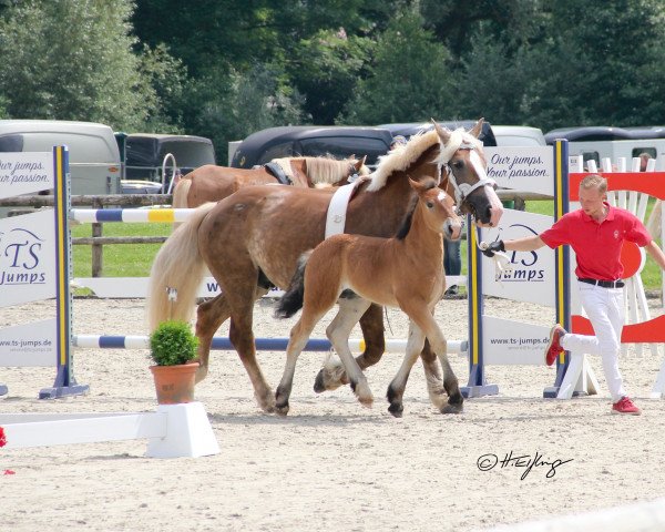 horse Fini von Fietje (Rhenish-German Cold-Blood, 2021, from Fietje)