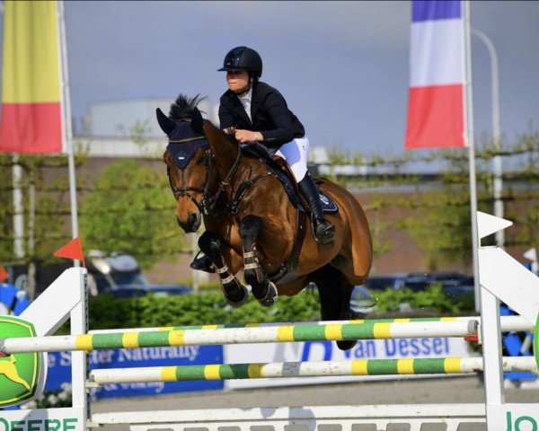 jumper Cartier D (Selle Français, 2012, from Niagara d'Elle)