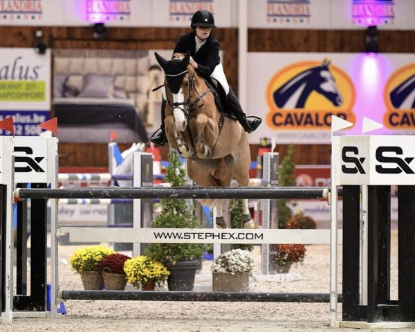 jumper Jawbreaker (KWPN (Royal Dutch Sporthorse), 2014, from VDL Harley) jumper Jawbreaker (KWPN (Royal Dutch Sporthorse), 2014, from VDL Harley)