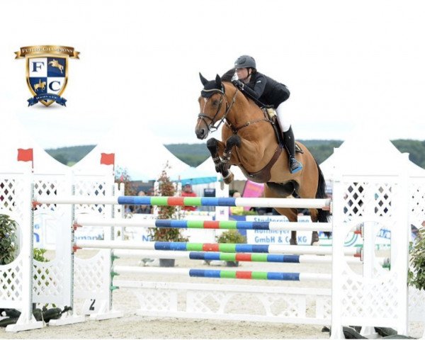 Springpferd Holliday Klg (Schwedisches Warmblut, 2001, von Quite Easy I)