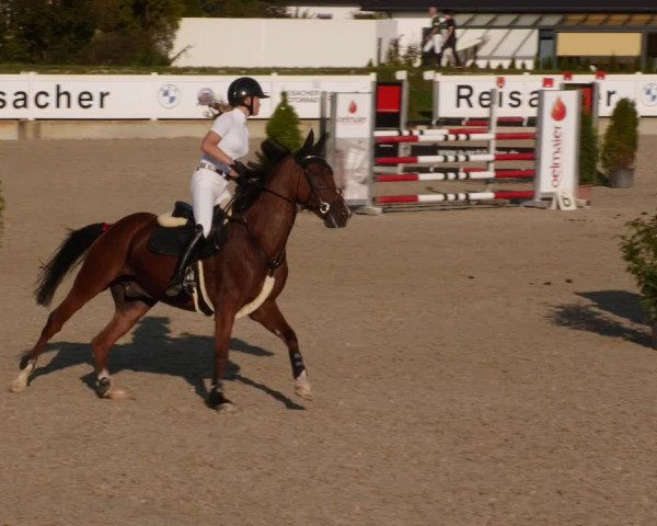 Reitturnier Babenhausen 2023