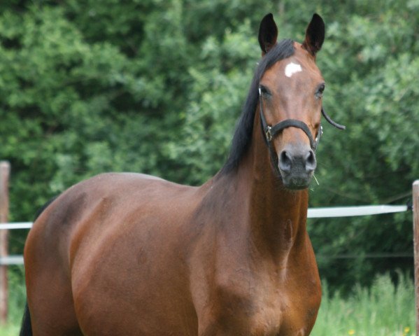 broodmare Dublette (Oldenburg, 2002, from Diamond Hit)
