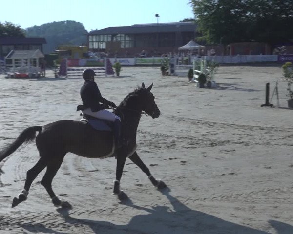 Reitturnier Osnabrück 2023