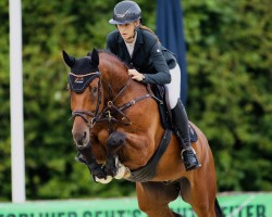 jumper Eldorados Track by Hab Z (Zangersheide riding horse, 2018, from Eldorado van de Zeshoek)