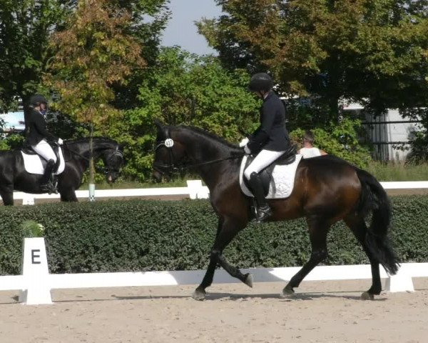 Reitturnier Westeregeln 2023